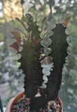 Фото покупателя к отзыву о Эуфорбия Тригона красная (Молочай)