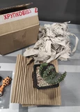 Фото покупателя к отзыву о Суккулент Алоэ