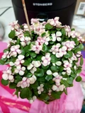 Фото покупателя к отзыву о Портулакария вариегатная (Portulacaria afra variegata) бонсай