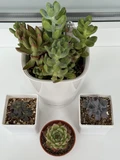 Фото покупателя к отзыву о Живой суккулент из коллекции EnjoyPlants D5,5 644139