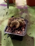 Фото покупателя к отзыву о Кактус Маммиллярия Элонгата Кристата (удлинённая)