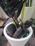 Фото покупателя к отзыву о Замиокулькас Равен (Zamioculcas Raven) D12 H55