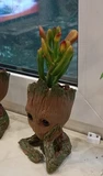 Фото покупателя к отзыву о Крассула Портулаковая Ибрида вариегата
