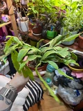 Фото покупателя к отзыву о Суккулент Рипсалис Криспата