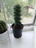 Фото покупателя к отзыву о Кактус Торнадо (Cereus monstrosa)
