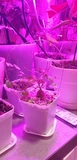 Фото покупателя к отзыву о Суккулент Диоскорея Слоновая