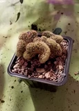 Фото покупателя к отзыву о Кактус Маммиллярия Элонгата Кристата (удлинённая)